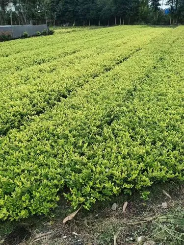 和平绿化树苗批发市场海棠